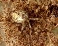 /album/araneidae/araneus-diadematus-jpg/